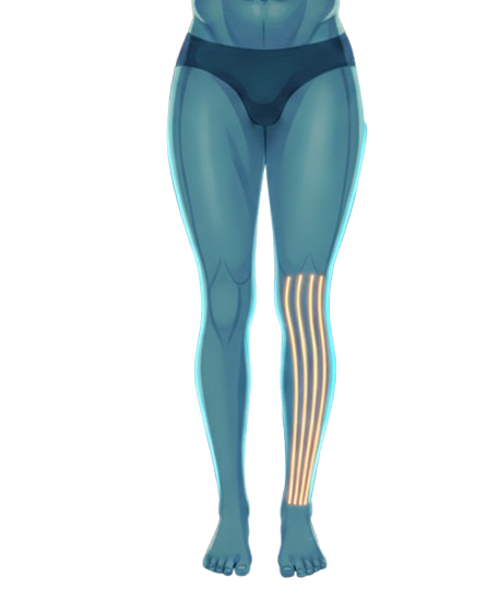 lower body